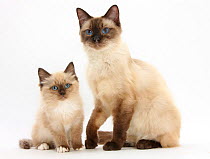 RF- Birman-cross cat and kitten. (This image may be licensed either as rights managed or royalty free.)
