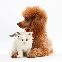 Red toy Poodle dog, and Ragdoll-cross kitten, 5 weeks.
