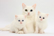 White Maine Coon-cross mother cat, and her white kittens.