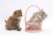 Maine Coon kittens, 7 weeks, playing with a basket.