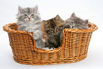 Maine Coon kittens, 8 weeks, in a basket.