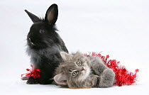 Maine Coon kitten, 8 weeks, and black baby Dutch x Lionhead rabbit with red tinsel.