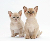 Burmese kittens, 7 weeks.
