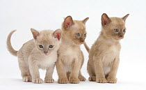 Burmese kittens, 7 weeks.