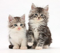 Two Maine Coon-cross kittens, 7 weeks.