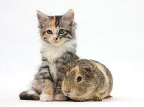 Guinea pig and Maine Coon-cross kitten, 7 weeks.