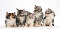 Five Maine Coon-cross kittens in line, 7 weeks.
