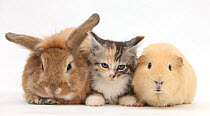 Sandy rabbit, tabby tortoiseshell Maine Coon-cross kitten, 7 weeks, and yellow guinea pig.
