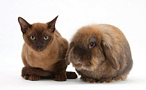 Young Burmese cat and Lionhead rabbit.