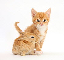 Ginger kitten, 7 weeks, and baby sandy Lop rabbit.
