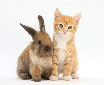 Ginger kitten, 7 weeks, and young Lionhead-Lop rabbit.