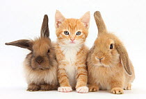 Ginger kitten, 7 weeks, sitting between two young Lionhead-Lop rabbits.