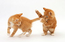 Two Ginger kittens play-fighting.