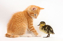 Ginger kitten and Mallard duckling.