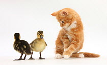 Ginger kitten and Mallard ducklings.