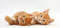 Two ginger kittens lying on their sides.