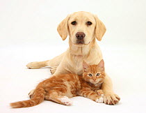 Yellow Labrador puppy and ginger kitten.