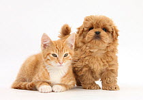 Peekapoo puppy and ginger kitten.