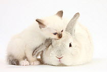 Colourpoint kitten and white rabbit.