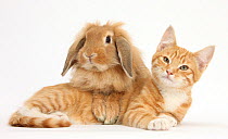 Ginger kitten with sandy Lionhead-Lop rabbit.