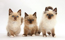 Three Birman-cross kittens.