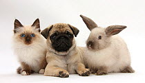 Fawn Pug puppy, 8 weeks, with Birman x Ragdoll kitten and young sooty colourpoint rabbit.