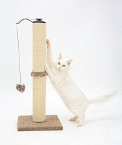 White Maine Coon-cross cat, using a scratch post.