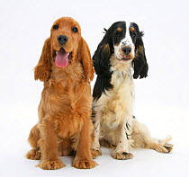 RF- Red/Golden and tricolour English Cocker Spaniels. (This image may be licensed either as rights managed or royalty free.)