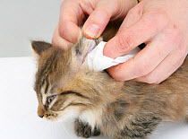 Wiping the ear of a tabby Maine Coon kitten. Model released