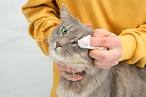 Wiping the eye of Maine Coon female cat. Model released