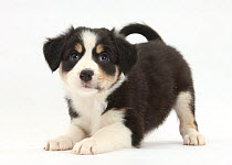 Tricolour Border Collie puppy in play-bow.