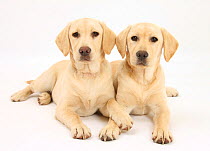Two yellow Labrador Retriever puppies, 5 months.