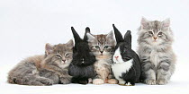 Maine Coon kittens, 8 weeks, with baby Dutch x Lionhead rabbits.