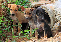 Stray puppies outside their drain pipe hide away. Thailand, December.