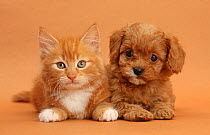 Cavapoo puppy and ginger kitten.