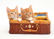 Ginger kittens playing in a wicker basket case.