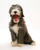 Blue Bearded Collie puppy, 3 months, yawning.