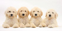 Four Labradoodle puppies, 9 weeks.