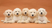 Five Labradoodle puppies, 9 weeks.