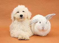 Labradoodle puppy, 9 weeks, and white rabbit.