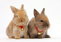 Two baby Lionhead-cross rabbits wearing bells.