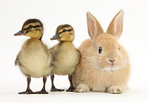 Young Sandy Lop rabbit and Mallard ducklings. NON DISPONIBLE POUR UNE UTILISATION DANS UN LIVRE JUSQU'EN 2025. MERCI DE NOUS CONTACTER POUR TOUT AUTRE UTILISATION AFIN DE POUVOIR DEBLOQUER L'IMAGE