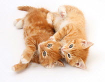 Two ginger kittens rolling playfully on their sides.