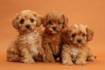 Three Cavapoo puppies on brown background.