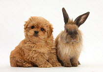 Peekapoo puppy and Lionhead-cross rabbit.