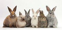 RF- Six baby rabbits in line. (This image may be licensed either as rights managed or royalty free.)