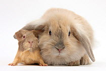 Young windmill-eared rabbit and matching guinea-pig.