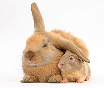 Young windmill-eared rabbit and matching guinea-pig.