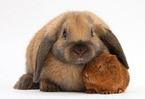 Baby guinea pig and rabbit.