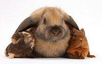 Baby guinea pigs under long ears of domestic rabbit.